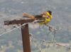 un des nombreux oiseaux observés
