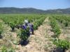 vignes en plaine