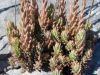 ...plantes grasses...