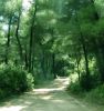 route en sous bois