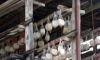 Séchage du Graviéra dans une fromagerie artisanale