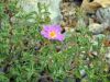 The des montagnes fleuri
