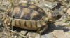 Tortue terrestre sauvage