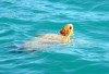 Kilada: il reste au moins une tortue