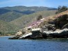 Le thym en fleur le long du littoral